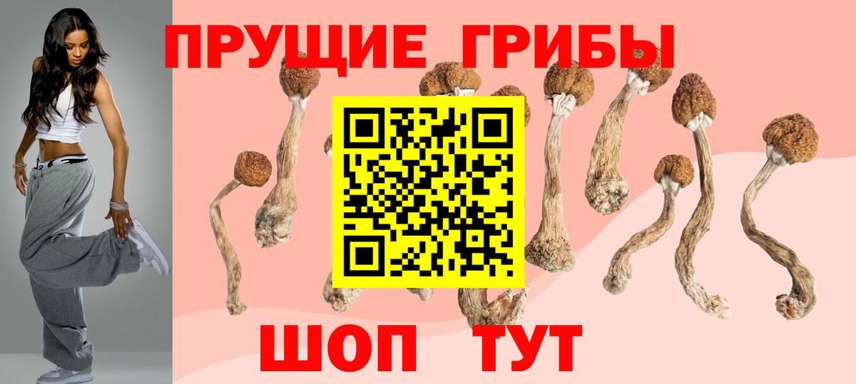 закладка  Вход с VPN  Строитель  Псилоцибиновые грибы Psilocybine cubensis 